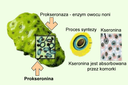 noni skad